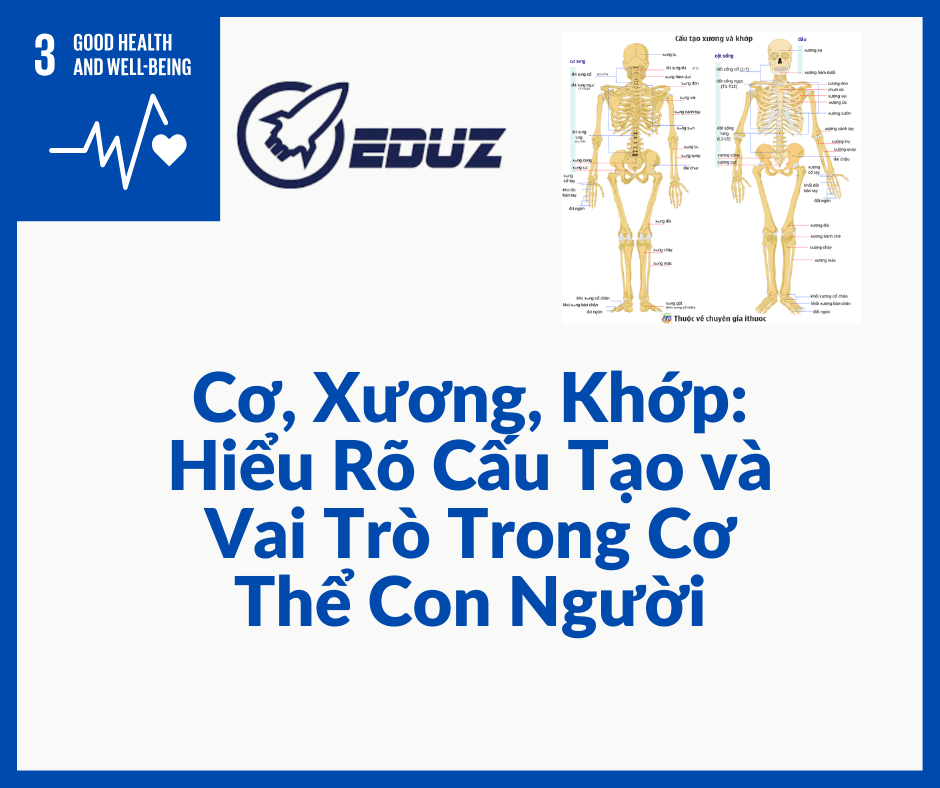 Cơ, Xương, Khớp: Hiểu Rõ Cấu Tạo và Vai Trò Trong Cơ Thể Con Người